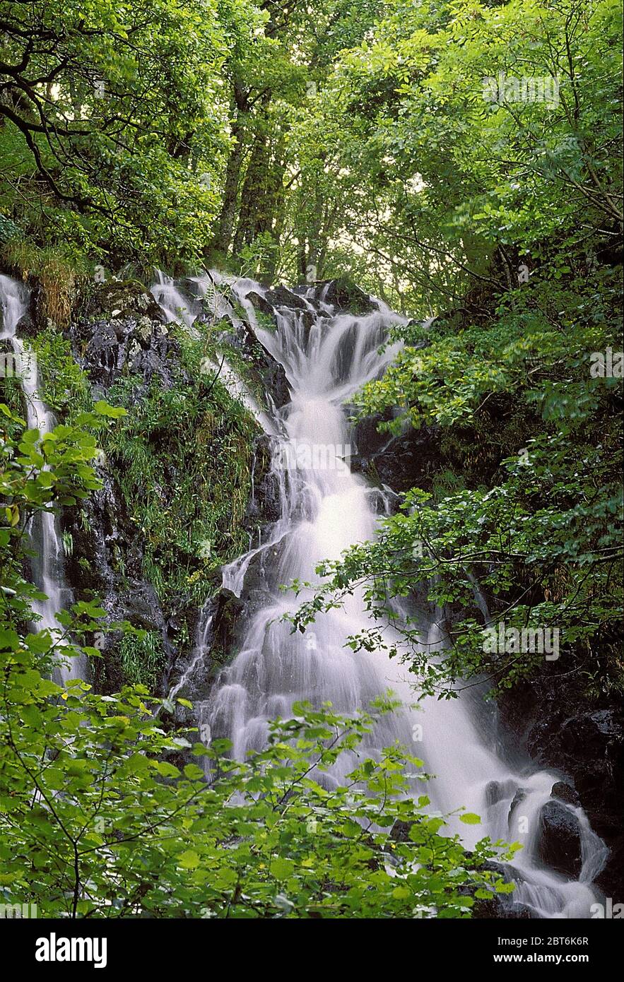 Pulhowa Burn en cascade à travers le Bois de Cree, réserve RSPB, Wigtownshire Banque D'Images