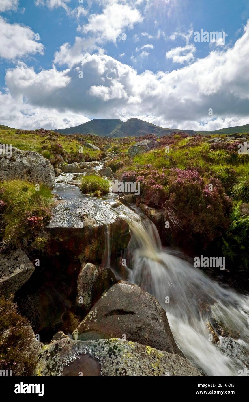 Saugh Burn des tumulles à travers des landes parsemées de bruyères sous le puissant Merrick, Galloway Forest Park Banque D'Images
