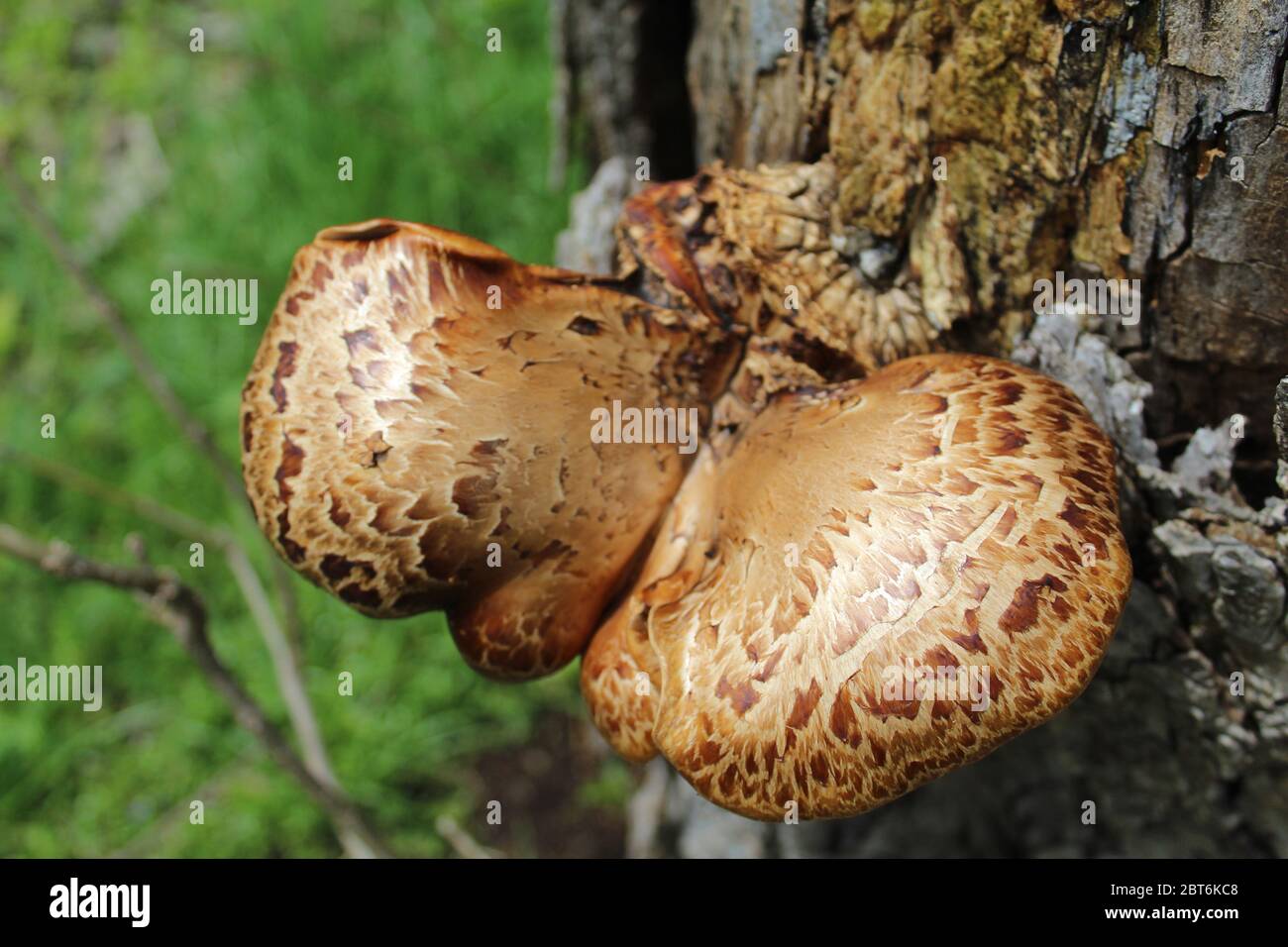 Le champignon du dos du faisan qui dépasse émergeant d'un tronc d'arbre à St. Paul Woods dans Morton Grove, Illinois Banque D'Images