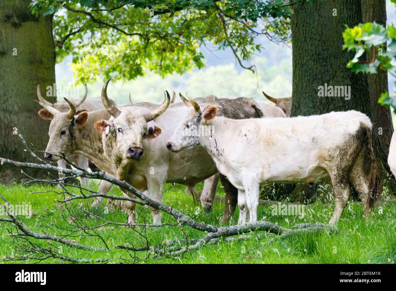 Le bétail sauvage chillingham Banque D'Images