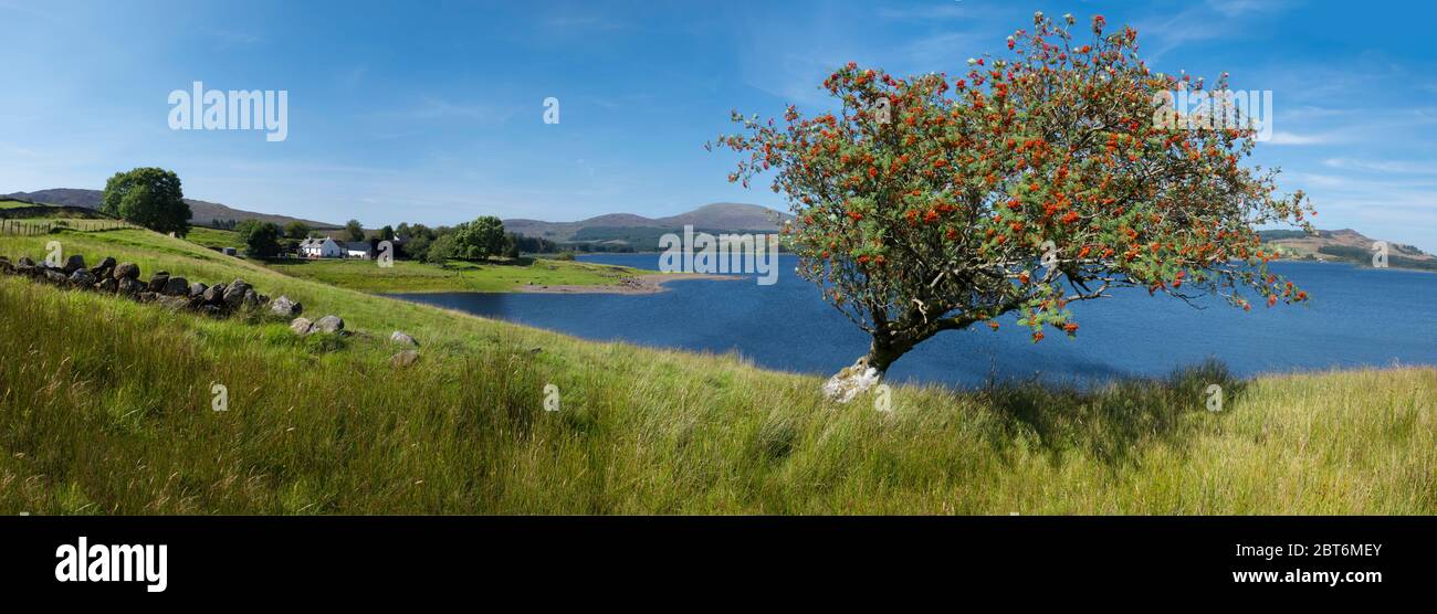 Réservoir de Clatteringshaws vue panoramique avec Rowan Tree Banque D'Images