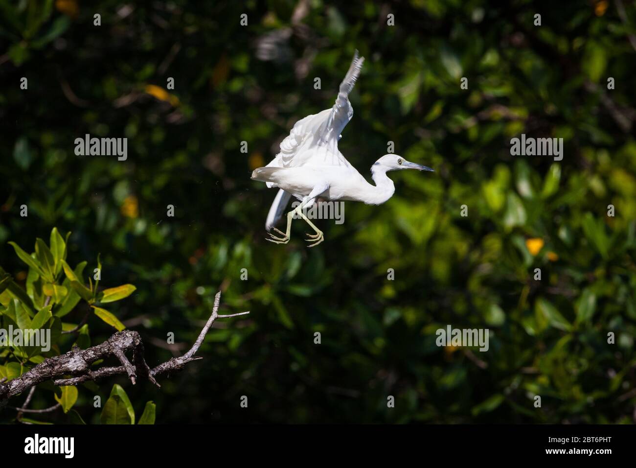 Petit Héron juvénile, Egretta caerulea, dans la forêt de mangroves à côté du parc national de l'île de Coiba, province de Veraguas, République du Panama. Banque D'Images