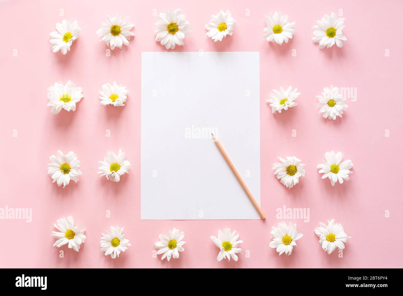 Espace de travail avec papier pour notes, fleurs de chrysanthème sur rose. Flat lay, vue de dessus Banque D'Images