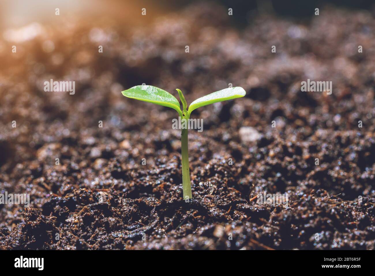 Petits arbres aux feuilles vertes, croissance naturelle et lumière du soleil, concept d'agriculture et croissance durable des plantes. Banque D'Images