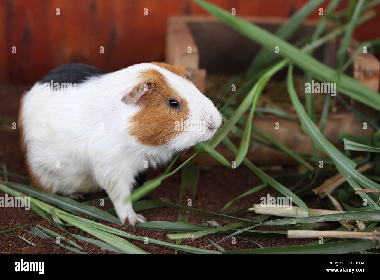 Un hamster qui se déchère sur une herbe verte. Le hamster mange de l'herbe avec attention. Banque D'Images