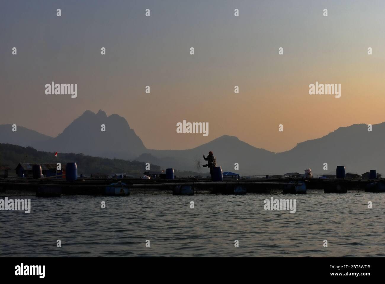 Un pisciculteur nourrit des poissons dans une installation aquacole flottante sur le barrage de Jatiluhur à Purwakarta, à Java-Ouest, en Indonésie. Banque D'Images