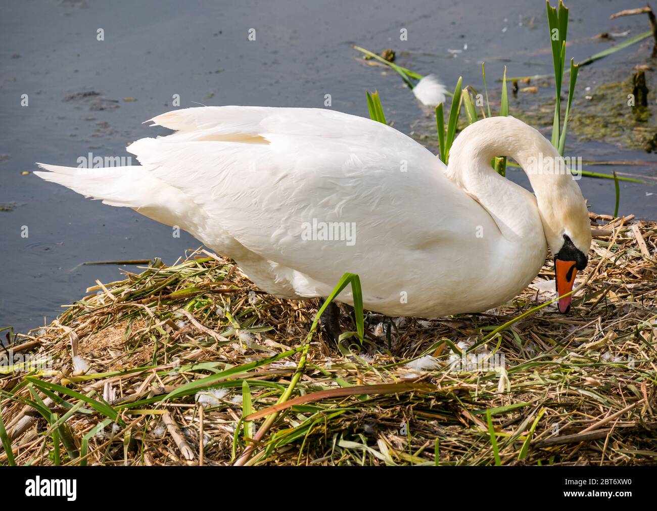Femme mute cygne, Cygnus olor, revenant sur les oeufs au nid, Lothian est, Écosse, Royaume-Uni Banque D'Images