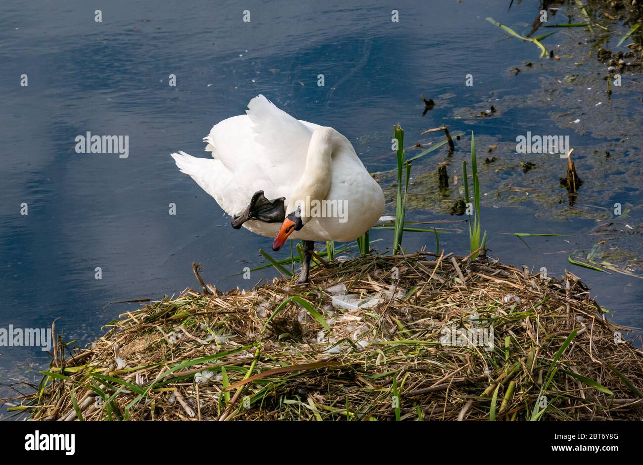 Femme muet cygne, Cygnus olor, prêchant après son retour à nid, Lothian oriental, Écosse, Royaume-Uni Banque D'Images