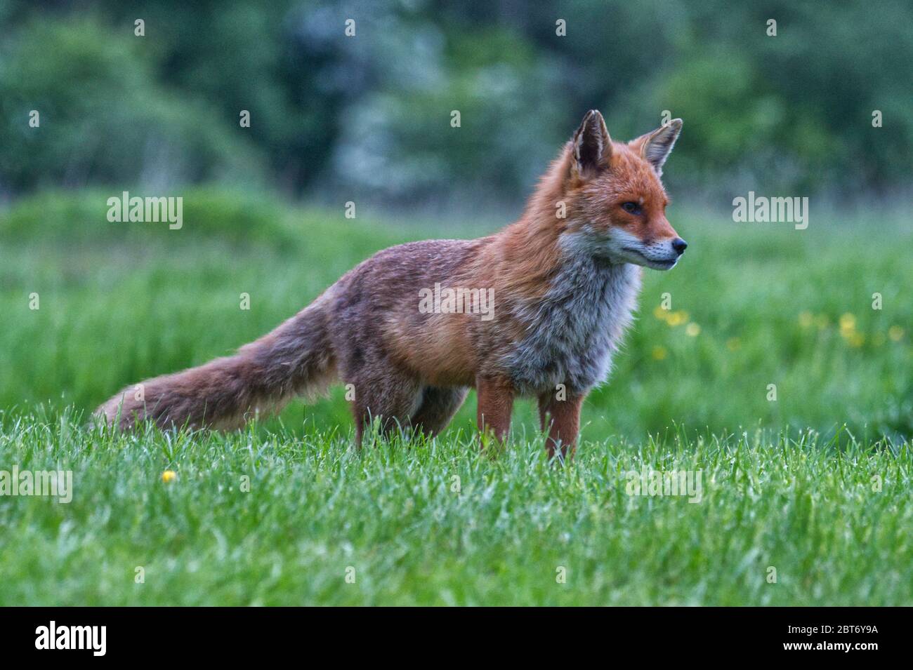 Renard roux Banque D'Images