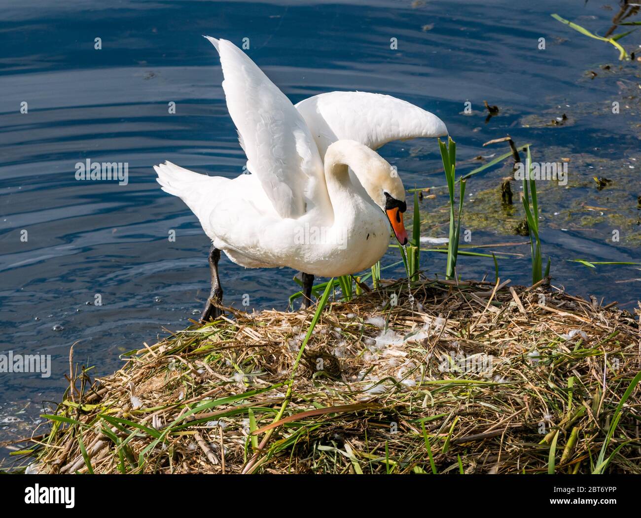 Cygne muet femelle, Cygnus olor, revenant au réservoir, Lothian oriental, Écosse, Royaume-Uni Banque D'Images