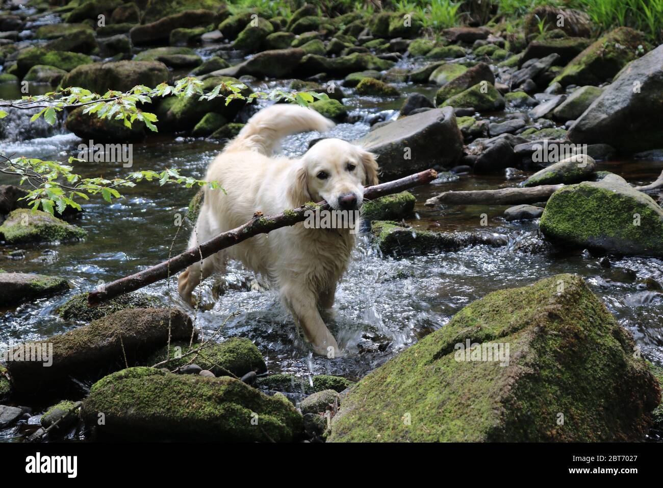 Golden Retriever avec un gros bâton dans sa bouche sur la rivière Dane Banque D'Images