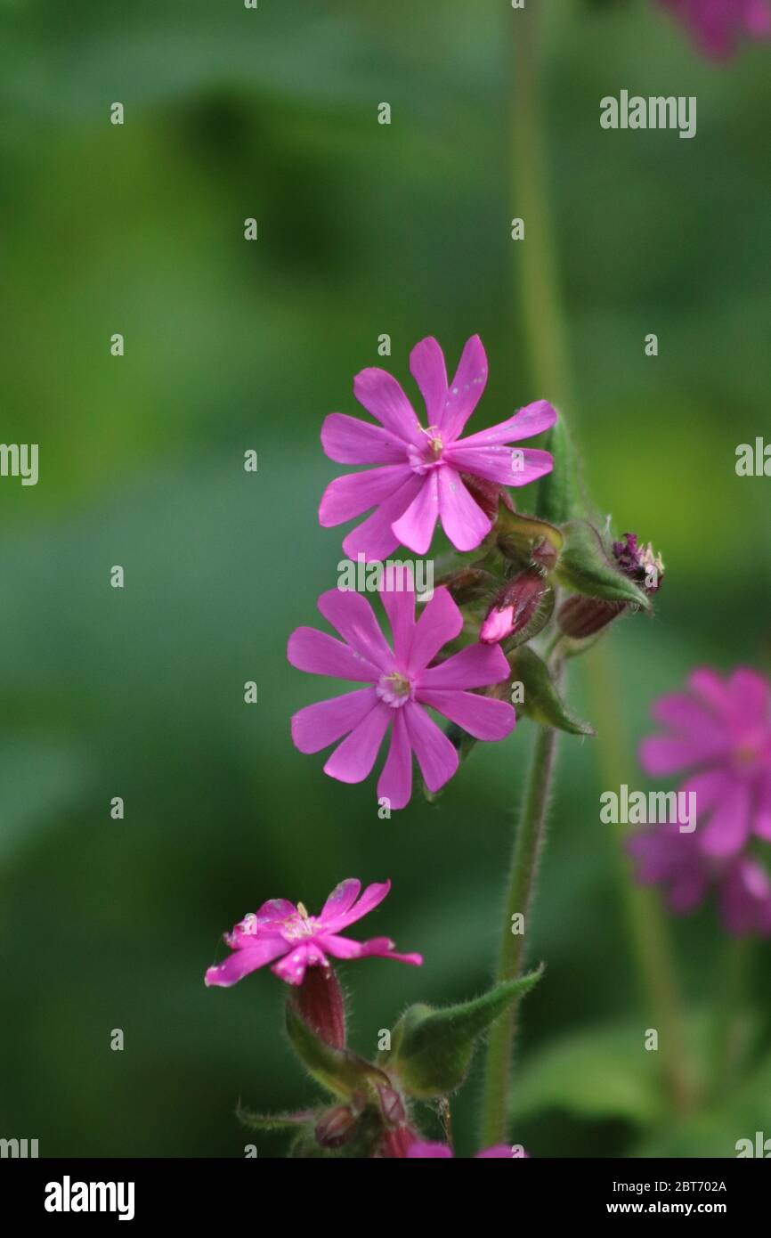 Gros plan de la fleur rouge de campion Banque D'Images