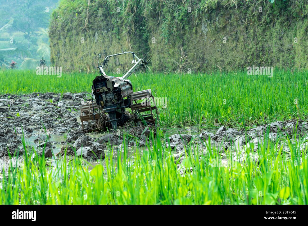 Vue rapprochée sur un petit tracteur agricole vieux rouillé portable, debout sur du riz vert. Champ avec beaucoup d'eau pour le riz poussant sur les terrasses Banque D'Images