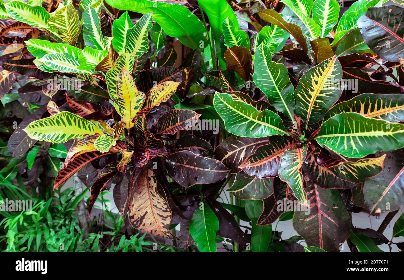 Croton coloré, Laurel Variegated, gros plan des feuilles de Croton, plante à Bali, les feuilles de Croton est un bel arbre ornemental. Des feuilles de Croton colorées pour Banque D'Images