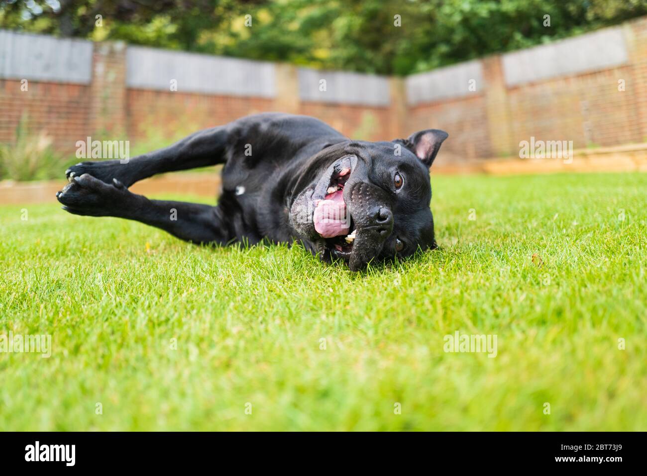 Staffordshire Bull Terrier chien couché sur son côté sur l'herbe souriant, regardant la caméra prise au niveau du sol. Il regarde la caméra. Banque D'Images