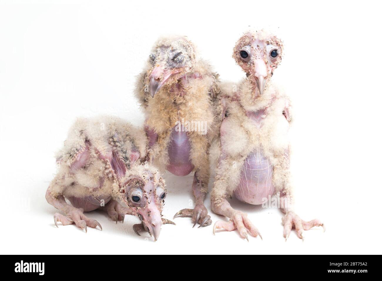 Trois poussins de Barn Owl tyto alba isolés sur fond blanc Banque D'Images