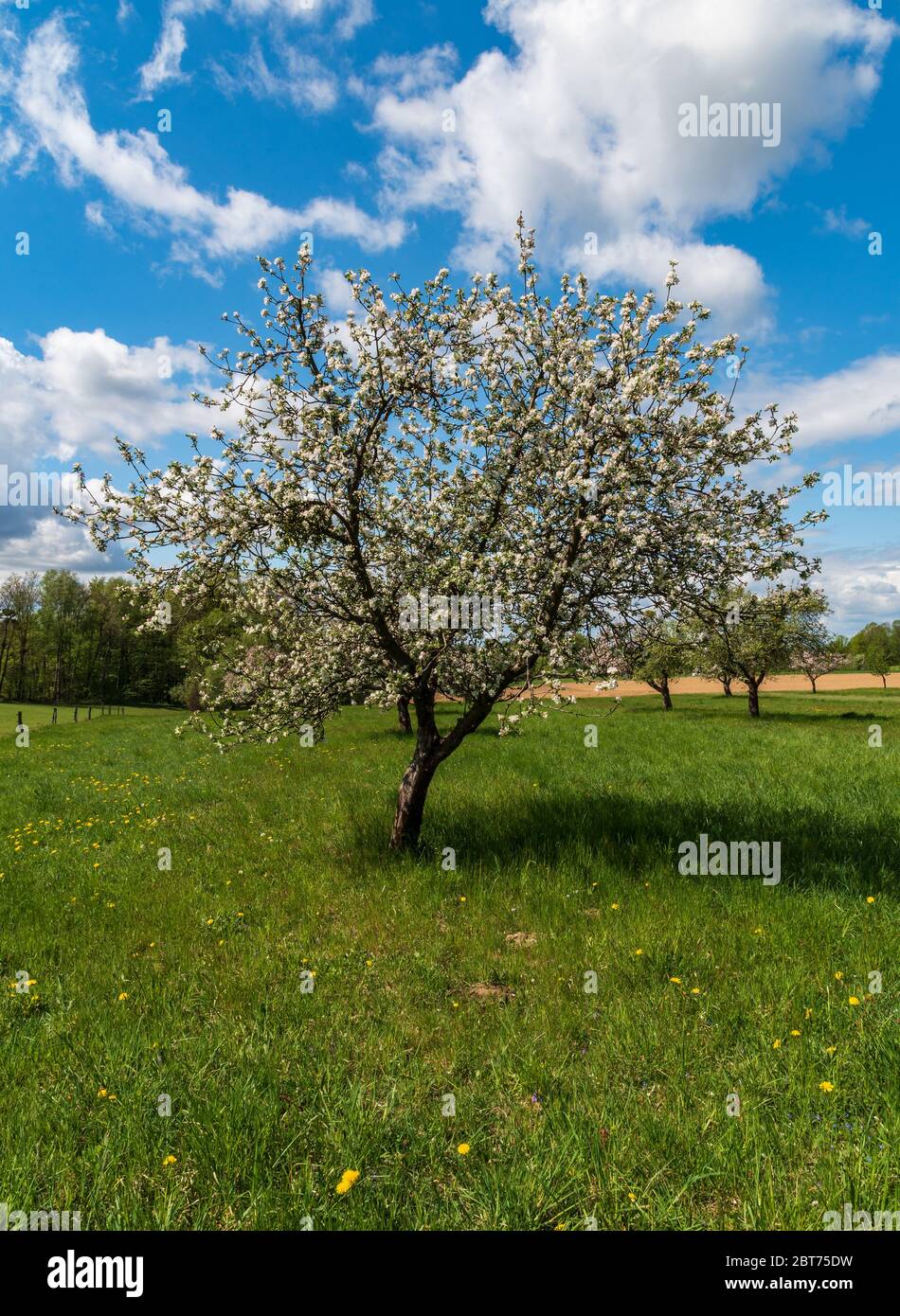 Paysage rural printanier avec prairie, arbre d'aplle en fleur et ciel bleu avec nuages Banque D'Images