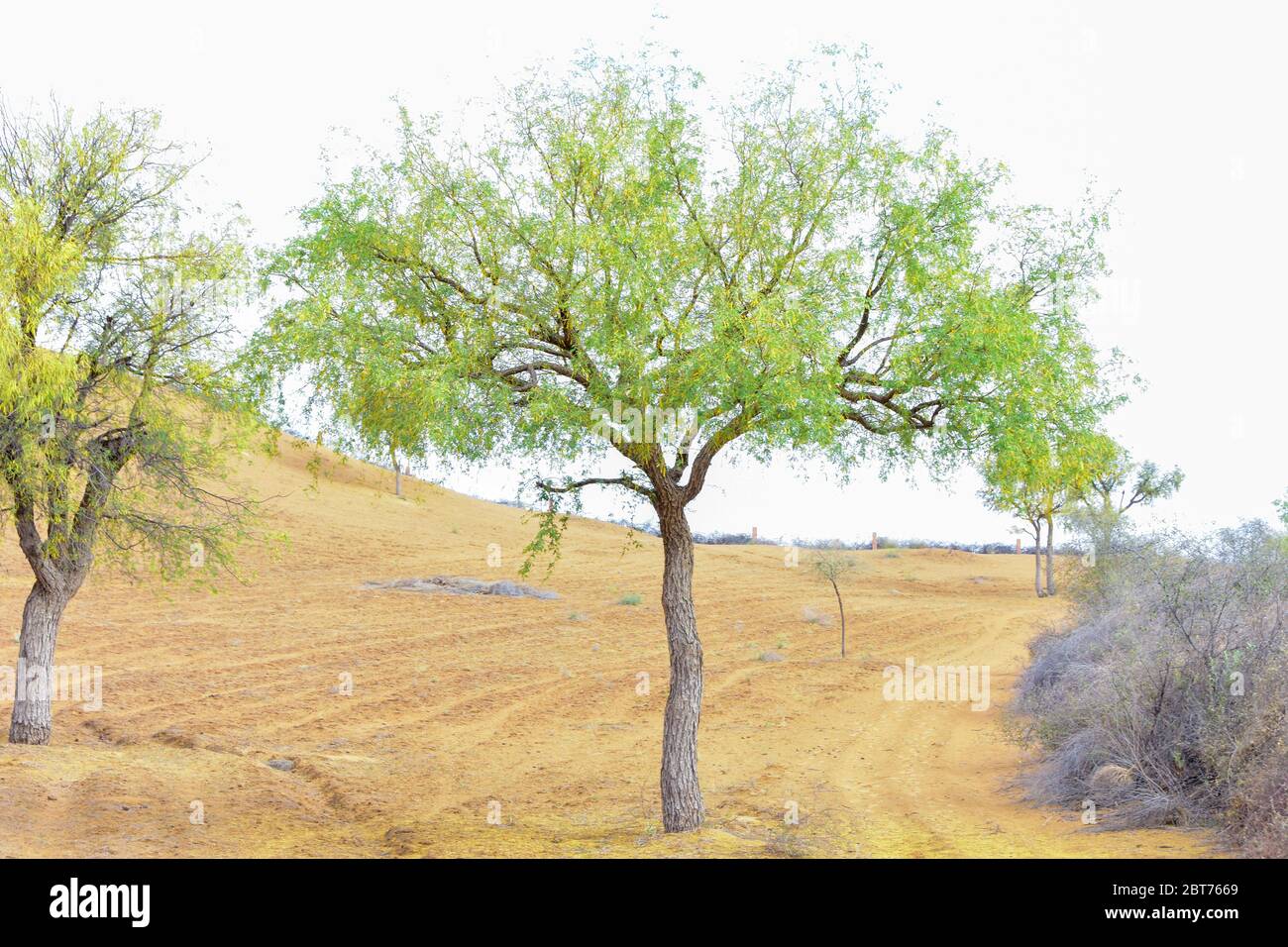Vue sur les arbres verts sur les dunes de sable du Rajasthan Banque D'Images