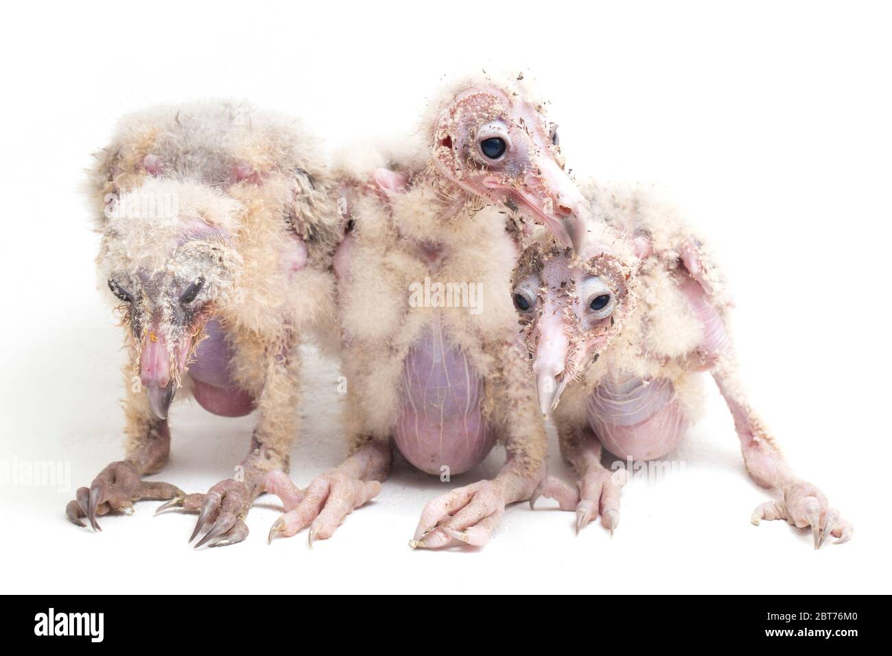 Trois poussins de Barn Owl tyto alba isolés sur fond blanc Banque D'Images