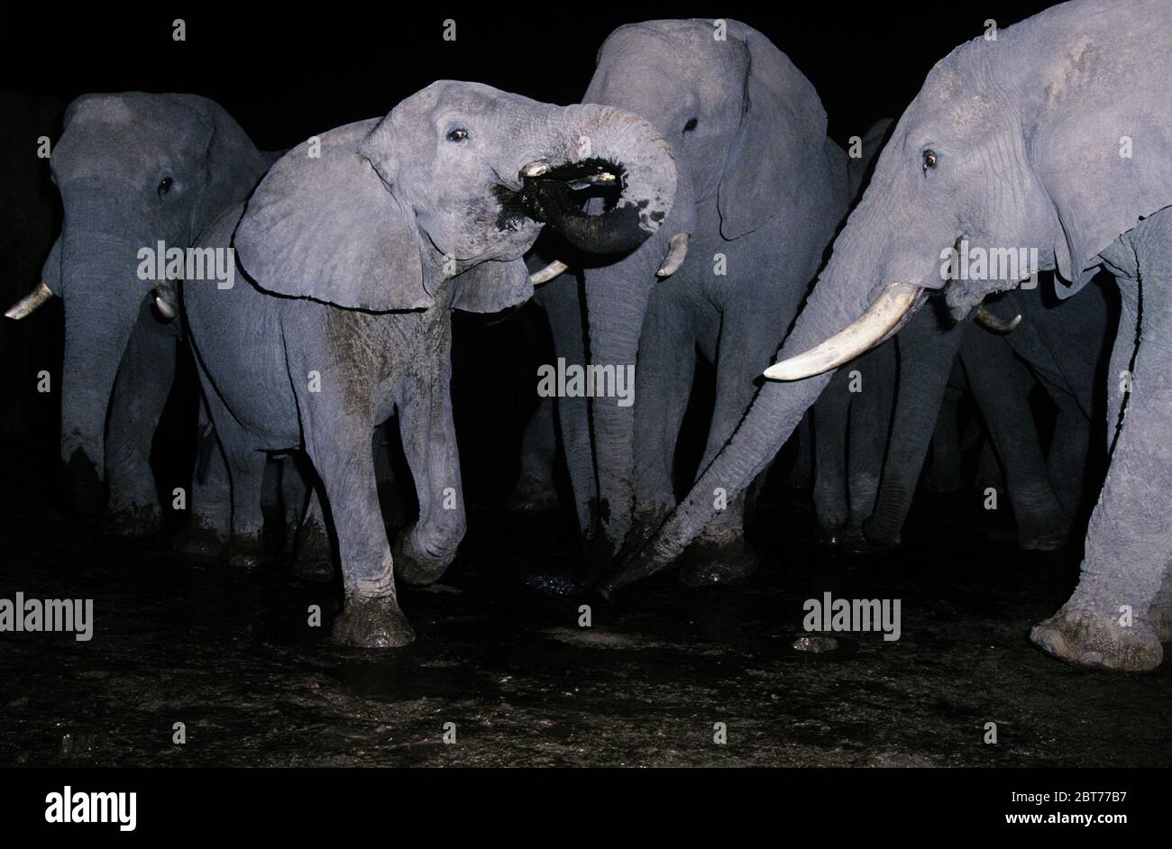 Troupeau d'éléphants buvant de l'eau la nuit Banque D'Images