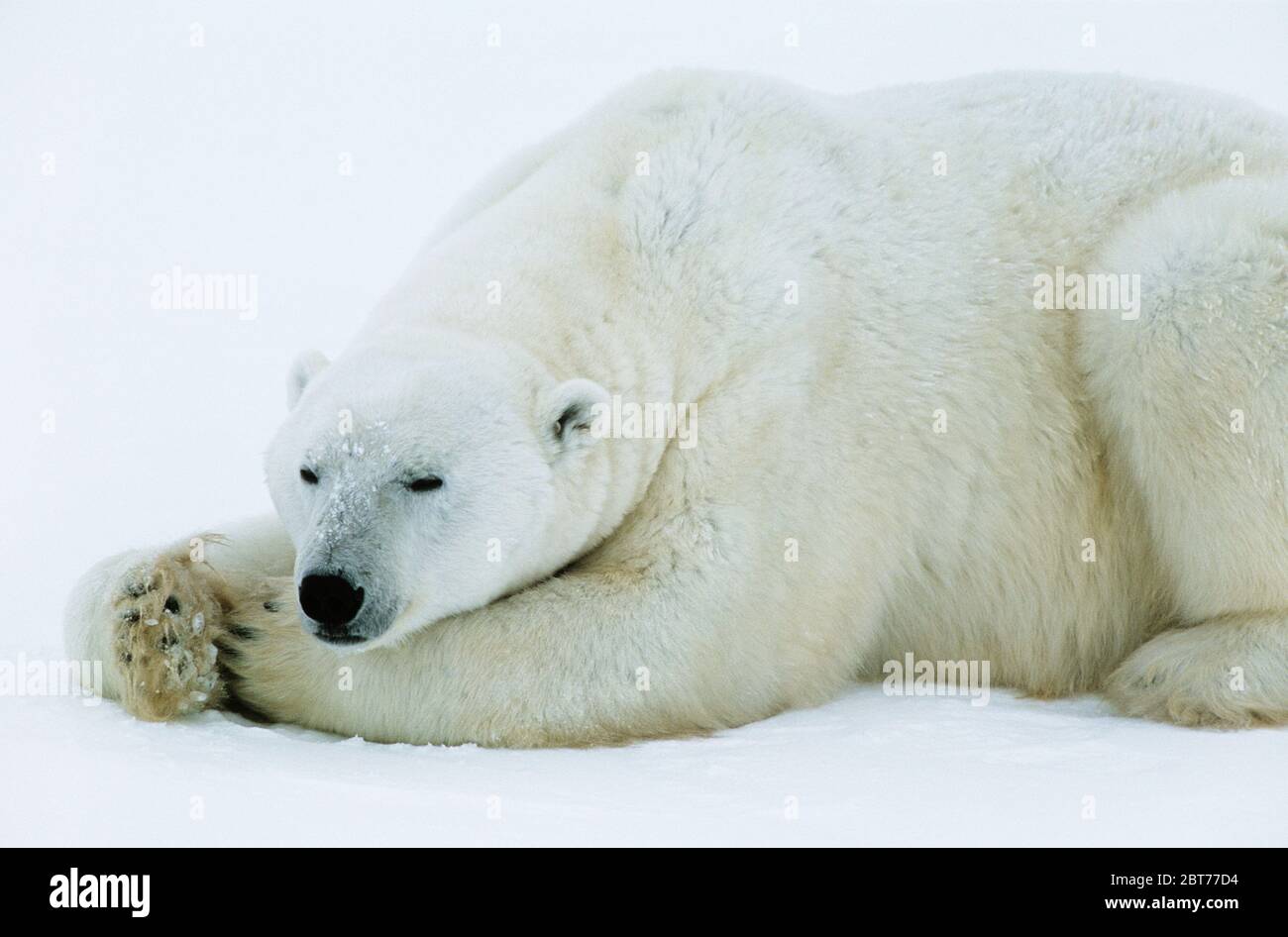 Ours blanc polaire dormant sur glace Banque D'Images