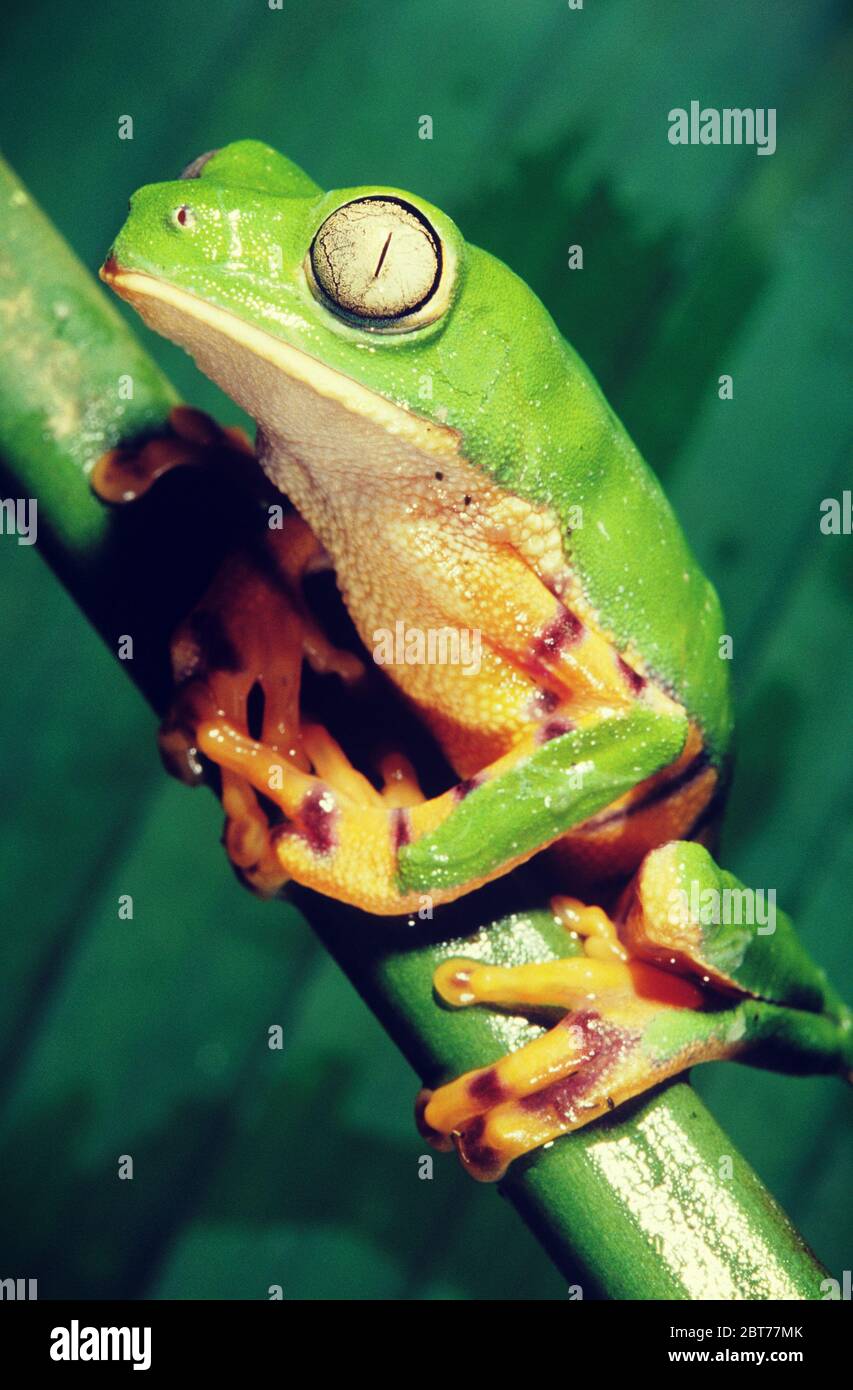 Grenouille verte assise sur une pousse de vigne verte Banque D'Images