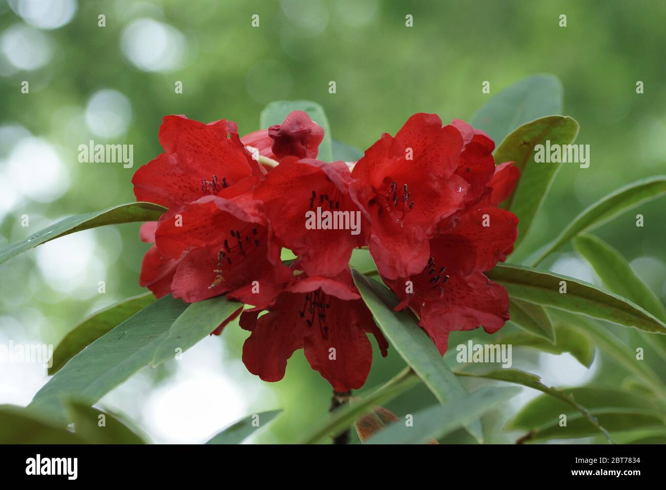 Rhododendron elliottii Kingdon Ward, F 7725 Banque D'Images