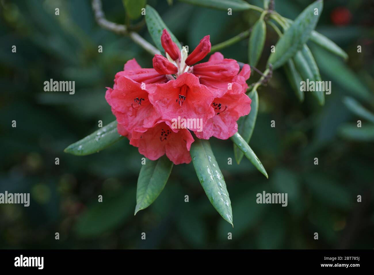Rhododendron « Tally Ho » Banque D'Images