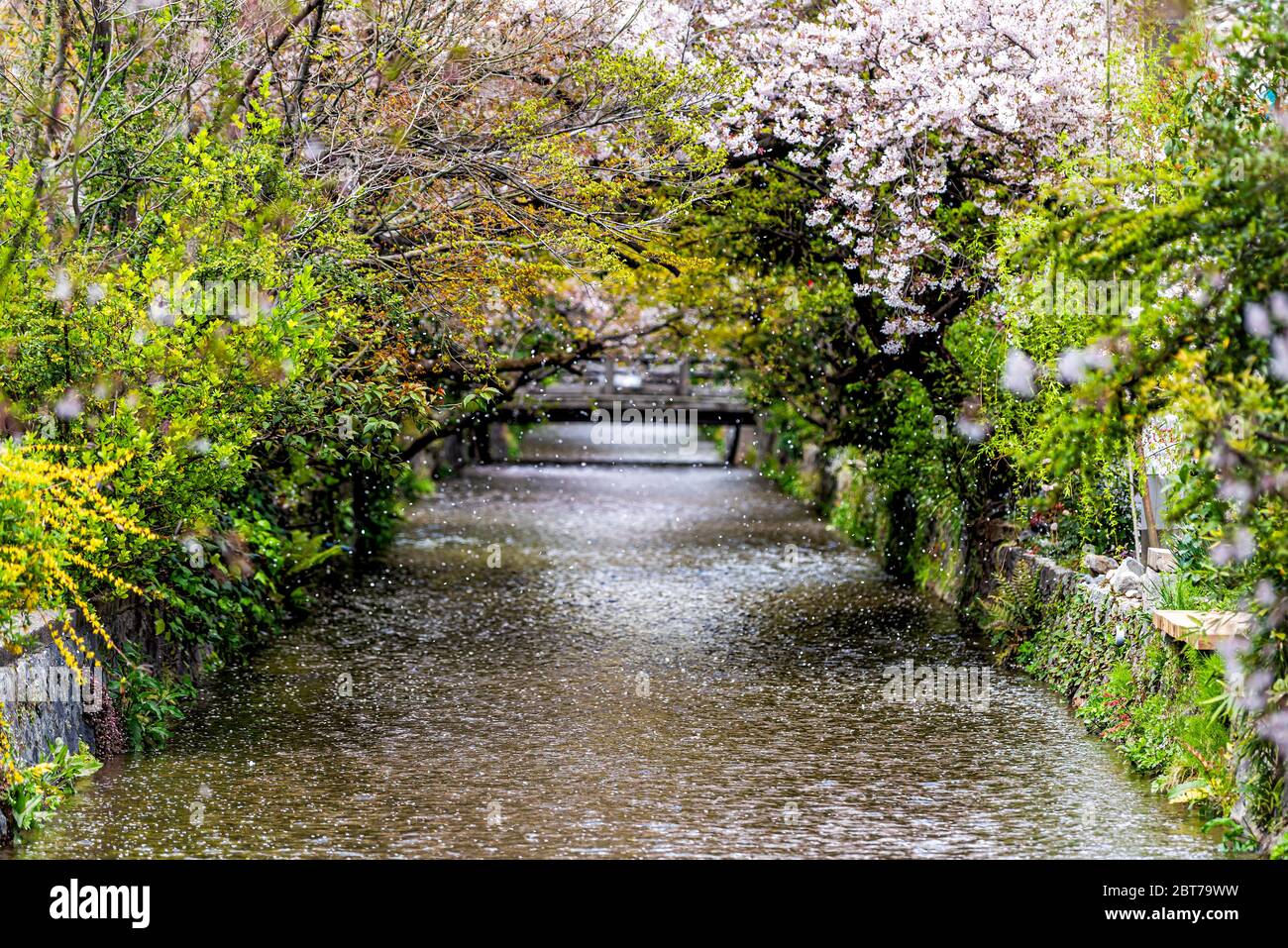 Kyoto zone résidentielle au printemps avec le canal de la rivière Takase au Japon jour avec sakura cerisiers fleurs pétales fleurs tombant de l'arbre flottant sur l'eau Banque D'Images