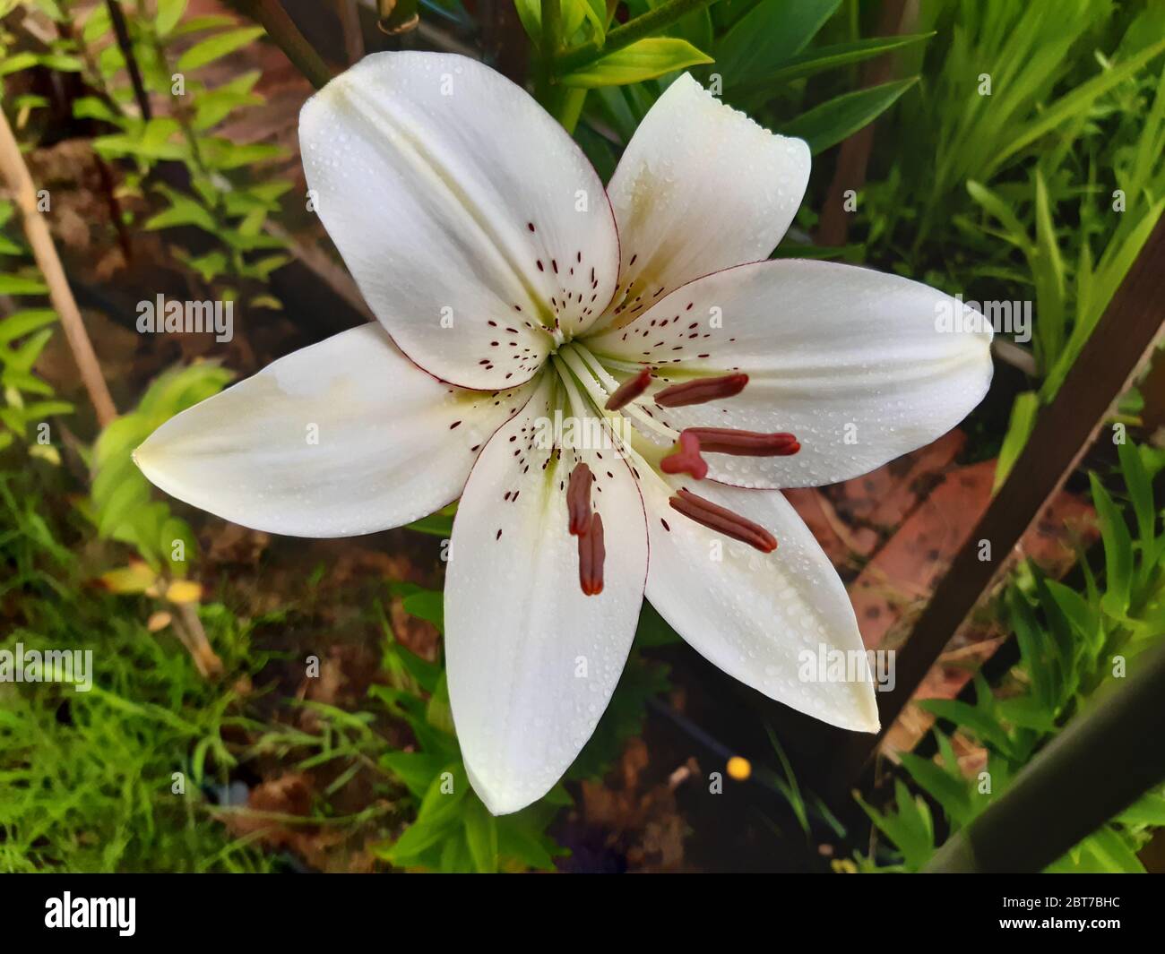 L'eyeliner Lilium Banque D'Images