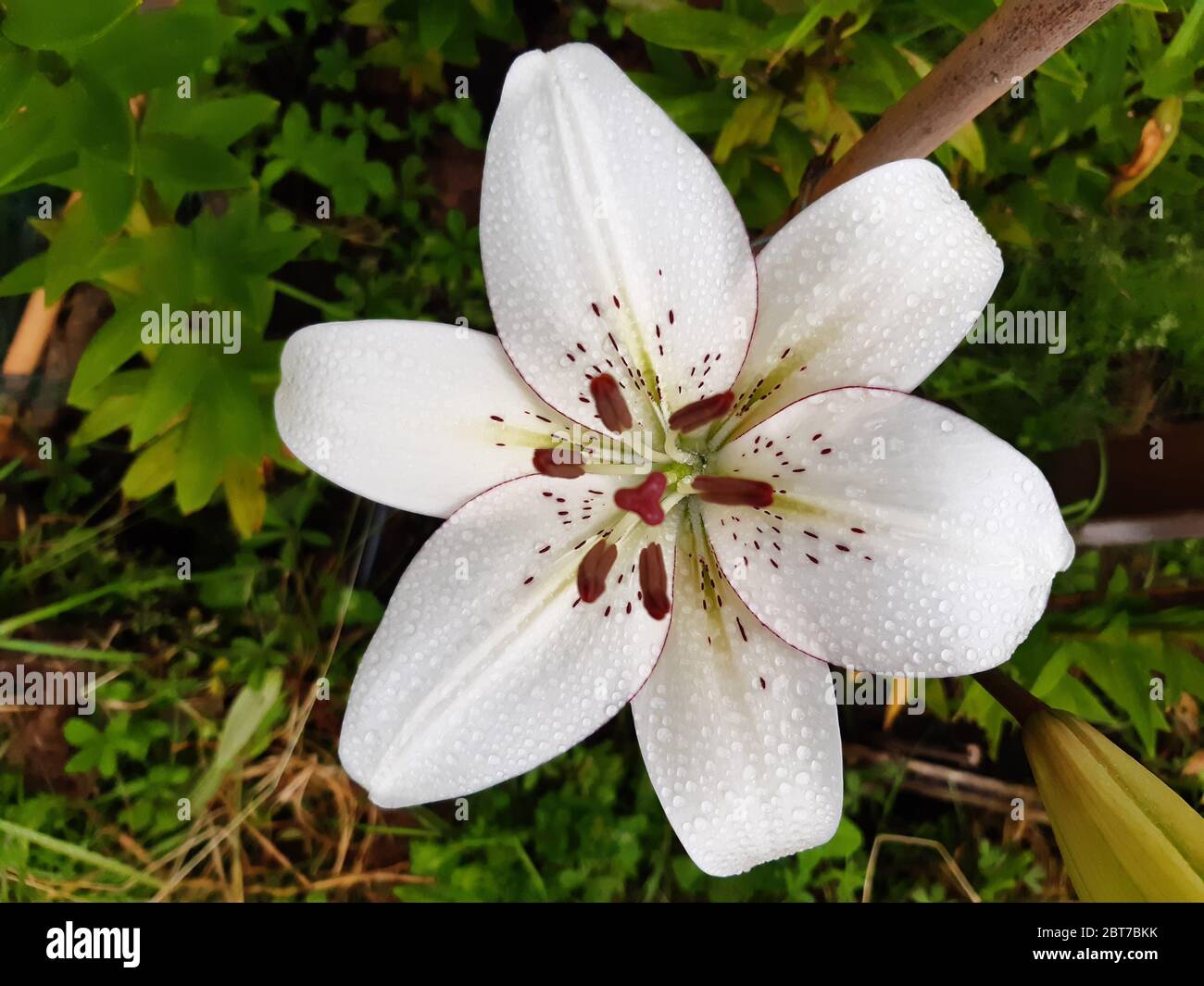 L'eyeliner Lilium Banque D'Images