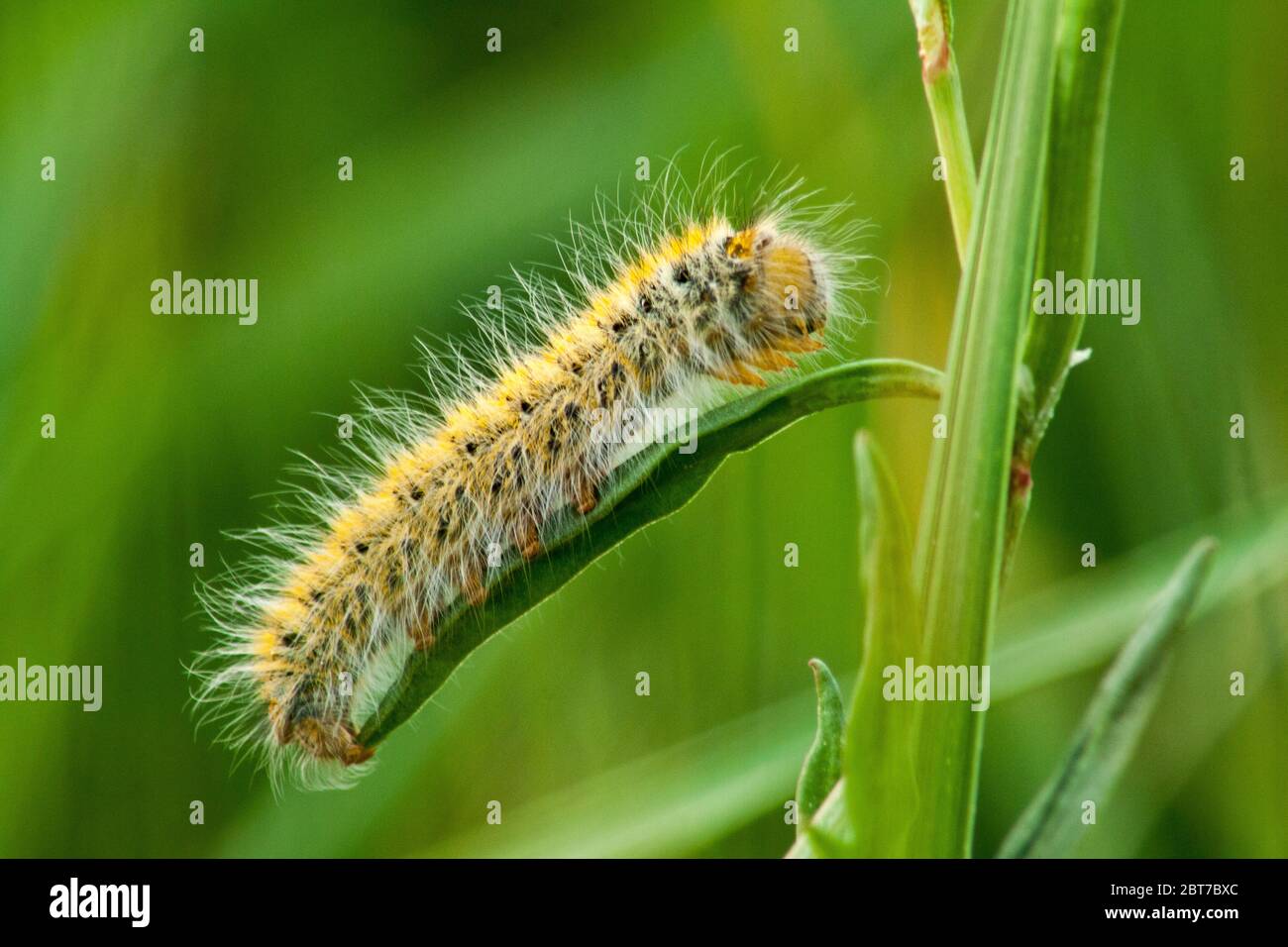 Chenille verte et poilue Banque de photographies et d’images à haute — free download