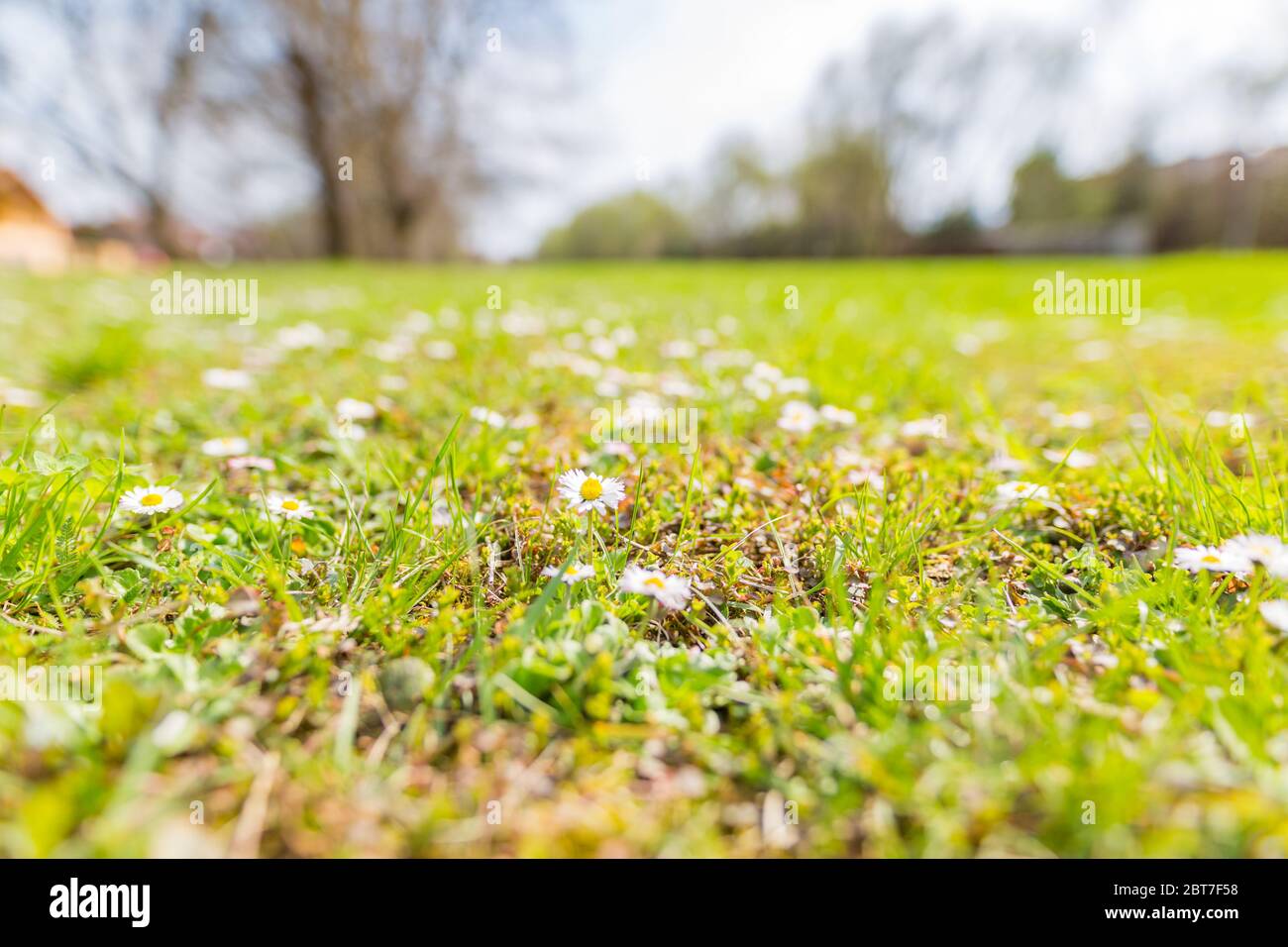 Photo abstraite de l'espace de cour de gazon en voie de transformation douce. Gros plan sur les fleurs de Marguerite et la prairie avec un arrière-plan de parc Banque D'Images
