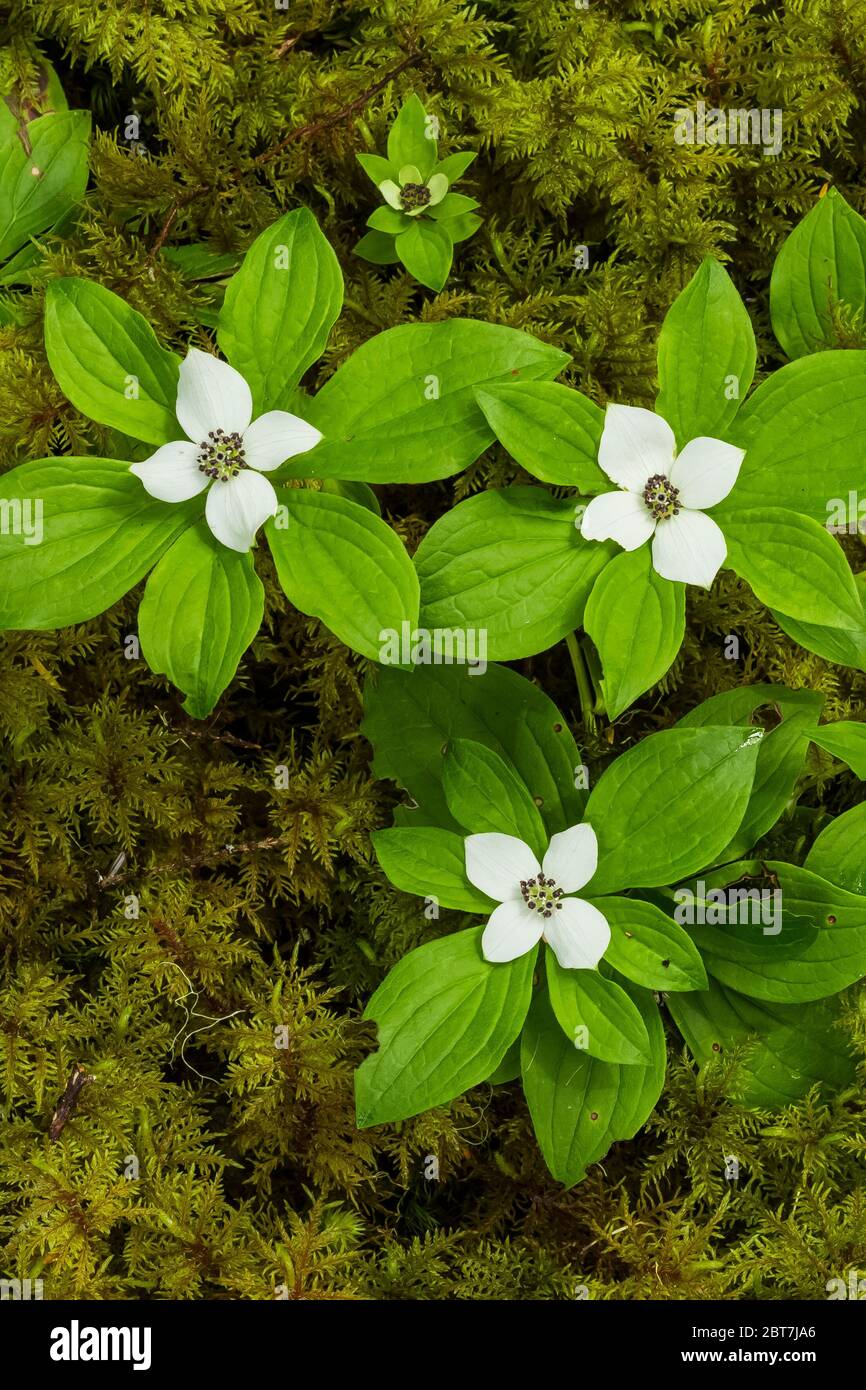 Baie de Bunchberry occidentale, Cornus unalaschkensis, sur un lit de mousse près du sentier Upper Dungeness Trail, le long de la rivière Dungeness, dans la forêt nationale olympique, Olymp Banque D'Images