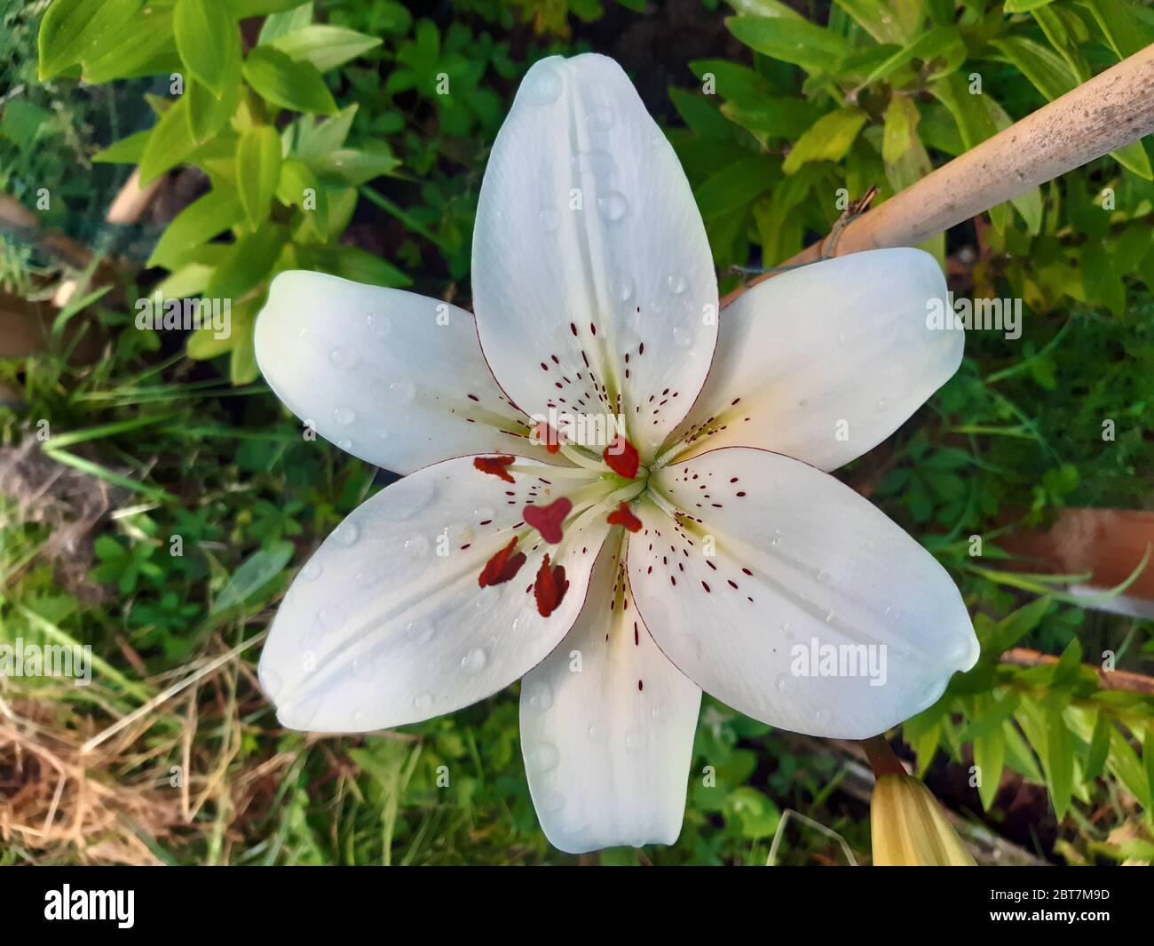 L'eyeliner Lilium Banque D'Images
