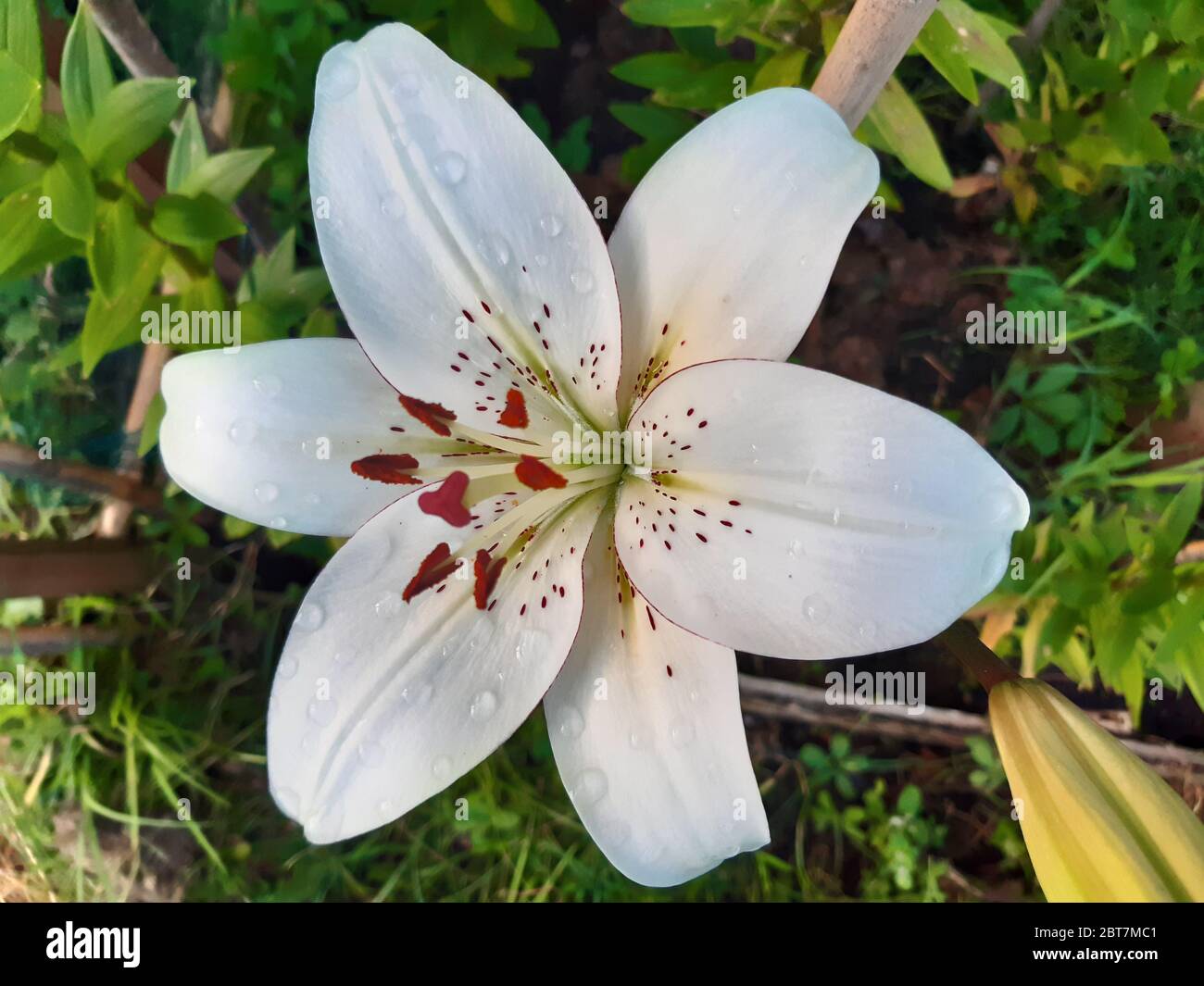 L'eyeliner Lilium Banque D'Images