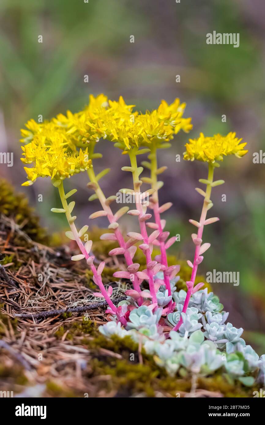 Stonecrop, Sedum spatulifolium, dans le haut pays de la forêt nationale olympique, péninsule olympique, État de Washington, États-Unis Banque D'Images