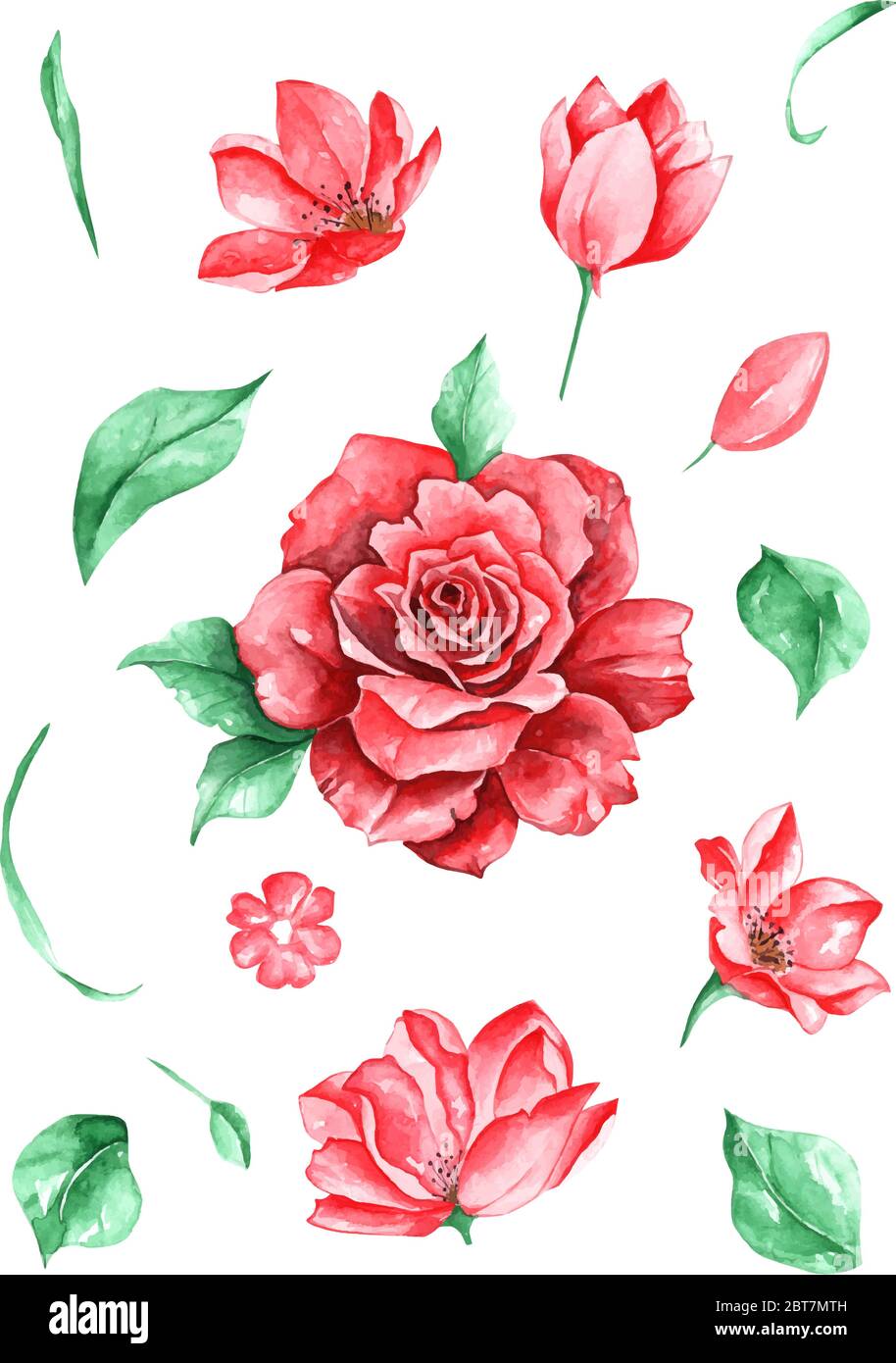 Ensemble de fleurs roses et feuilles vecteur dessin et peinture par aquarelle sur fond blanc Illustration de Vecteur