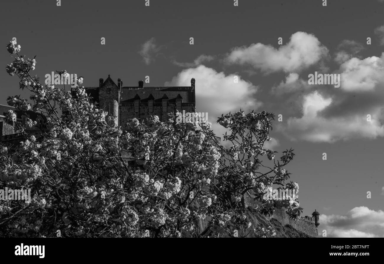 Château d'Édimbourg avec sakura de fleurs roses de Princes St Édimbourg. Prise de vue spectaculaire en noir et blanc avec nuages blancs. Banque D'Images