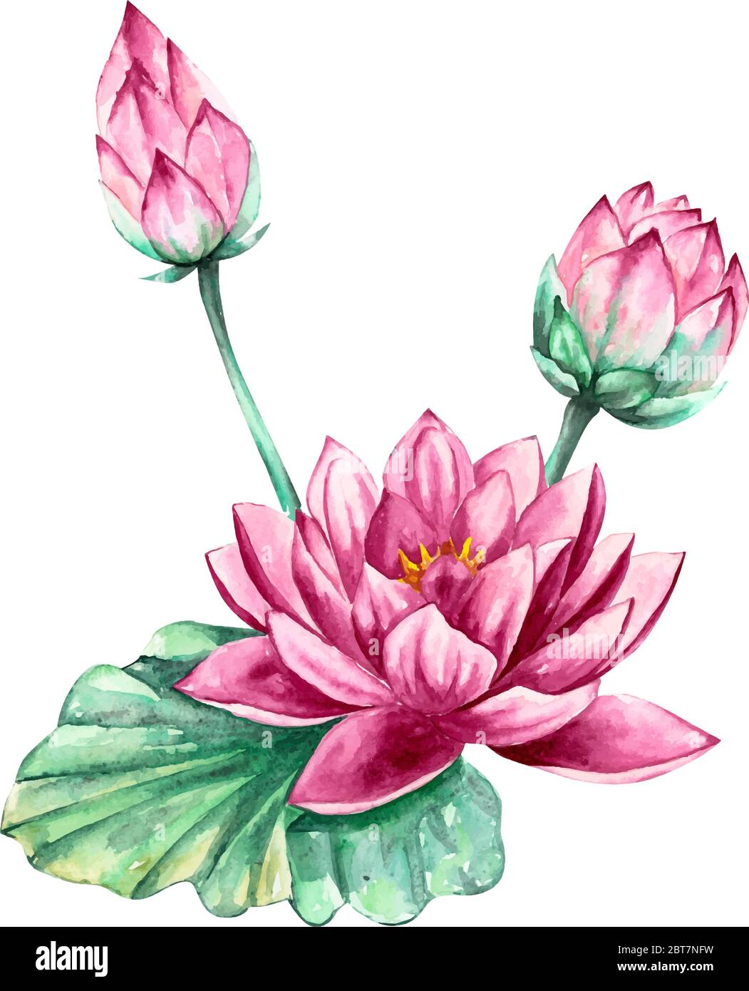 Rose et violet nénuphar fleur de lotus, illustration d'aquarelle vectorielle, isolée sur fond blanc Illustration de Vecteur