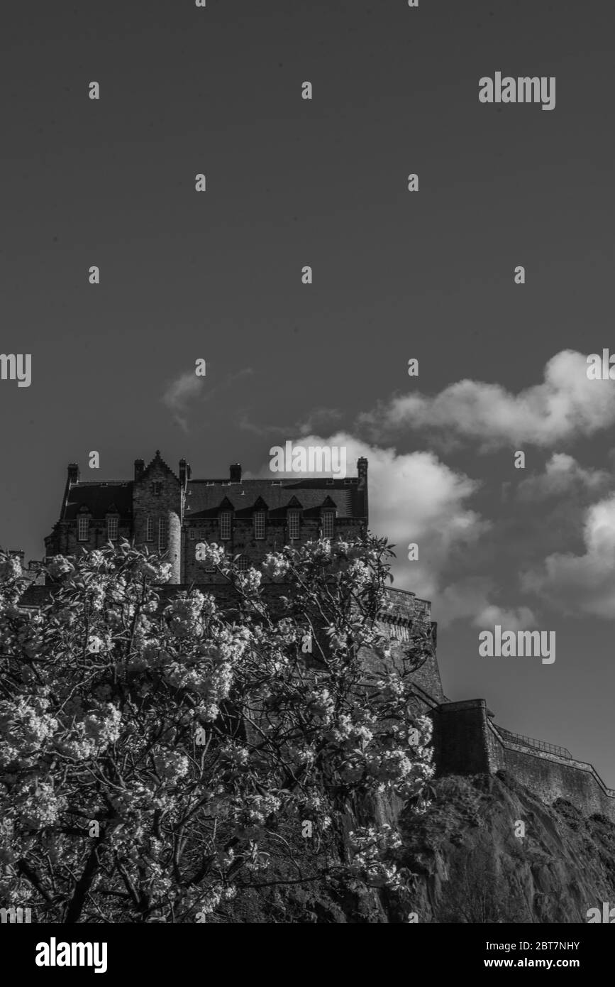 Château d'Édimbourg avec sakura de fleurs roses de Princes St Édimbourg. Prise de vue spectaculaire en noir et blanc avec nuages blancs. Banque D'Images