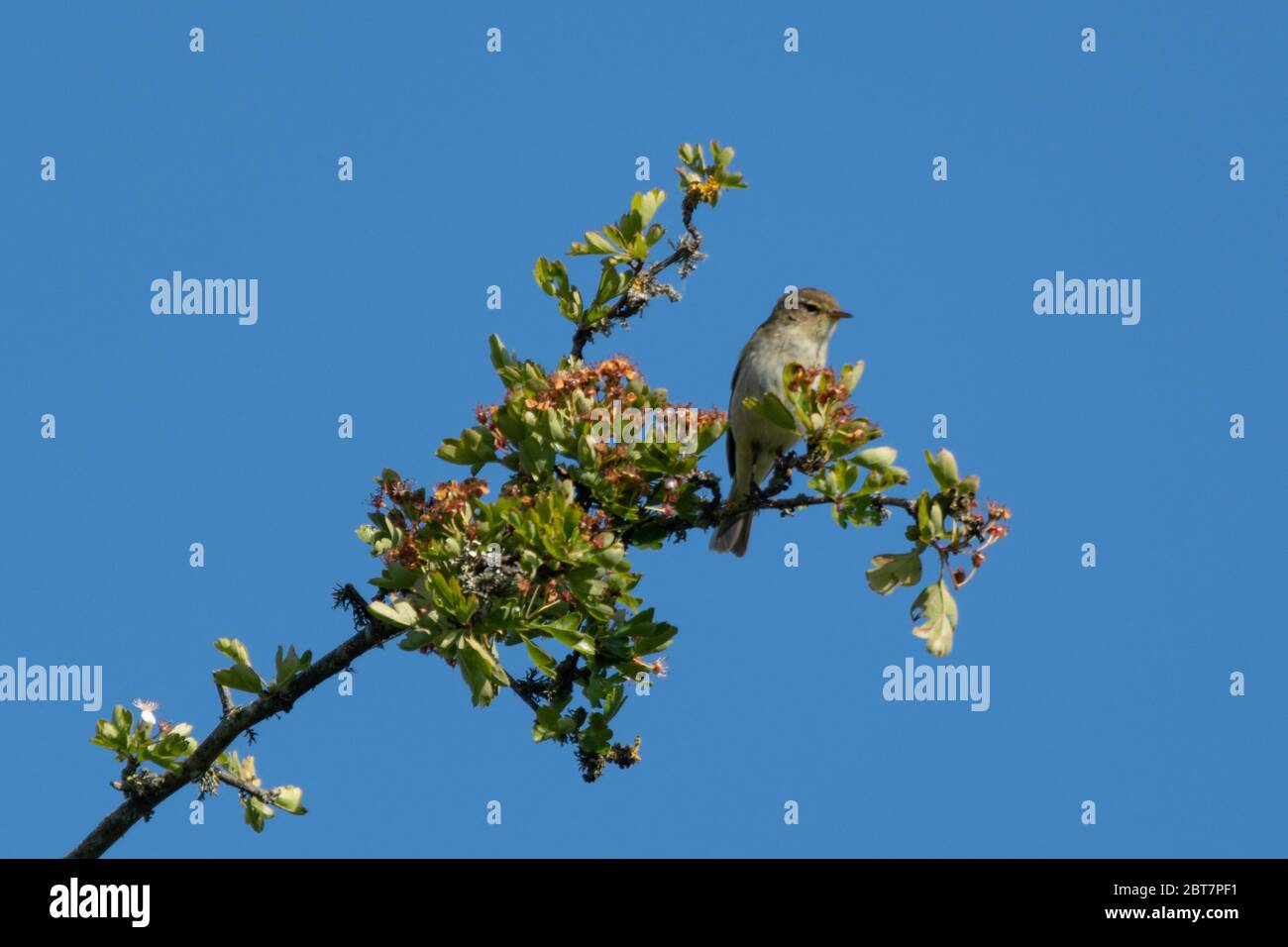 Chifftpaille (Phylloscopus collybita) perchée au sommet d'un arbre, Hampshire, Royaume-Uni Banque D'Images