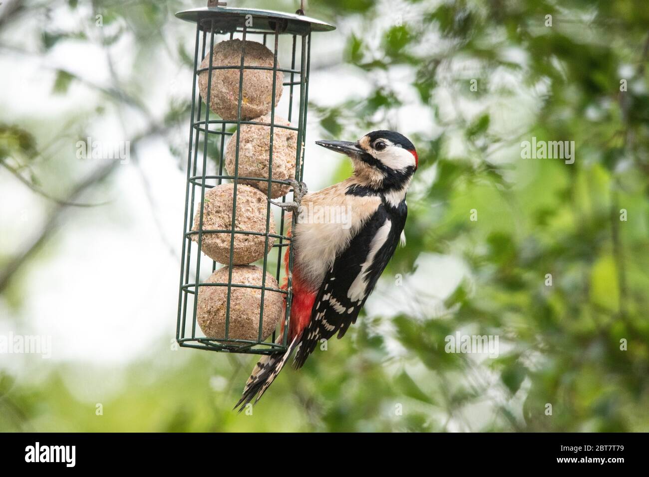 Great Spotted Woodpecker (Dendrocopos major) Banque D'Images
