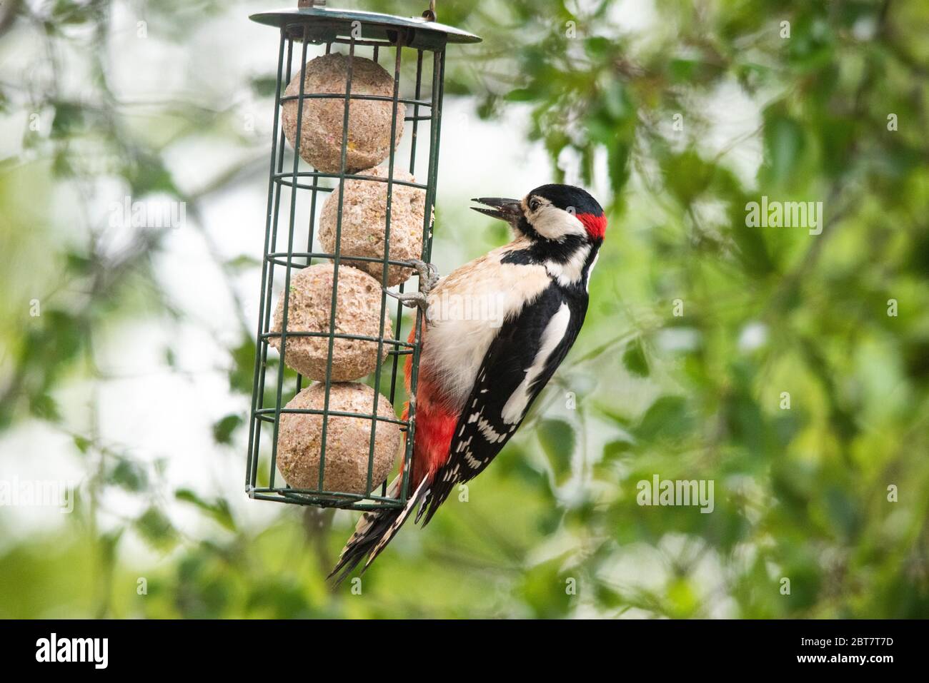 Great Spotted Woodpecker (Dendrocopos major) Banque D'Images