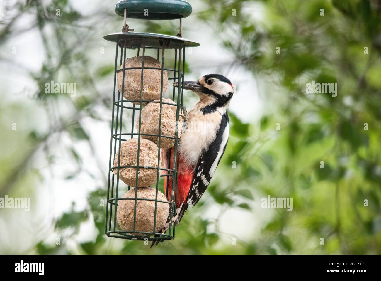 Great Spotted Woodpecker (Dendrocopos major) Banque D'Images