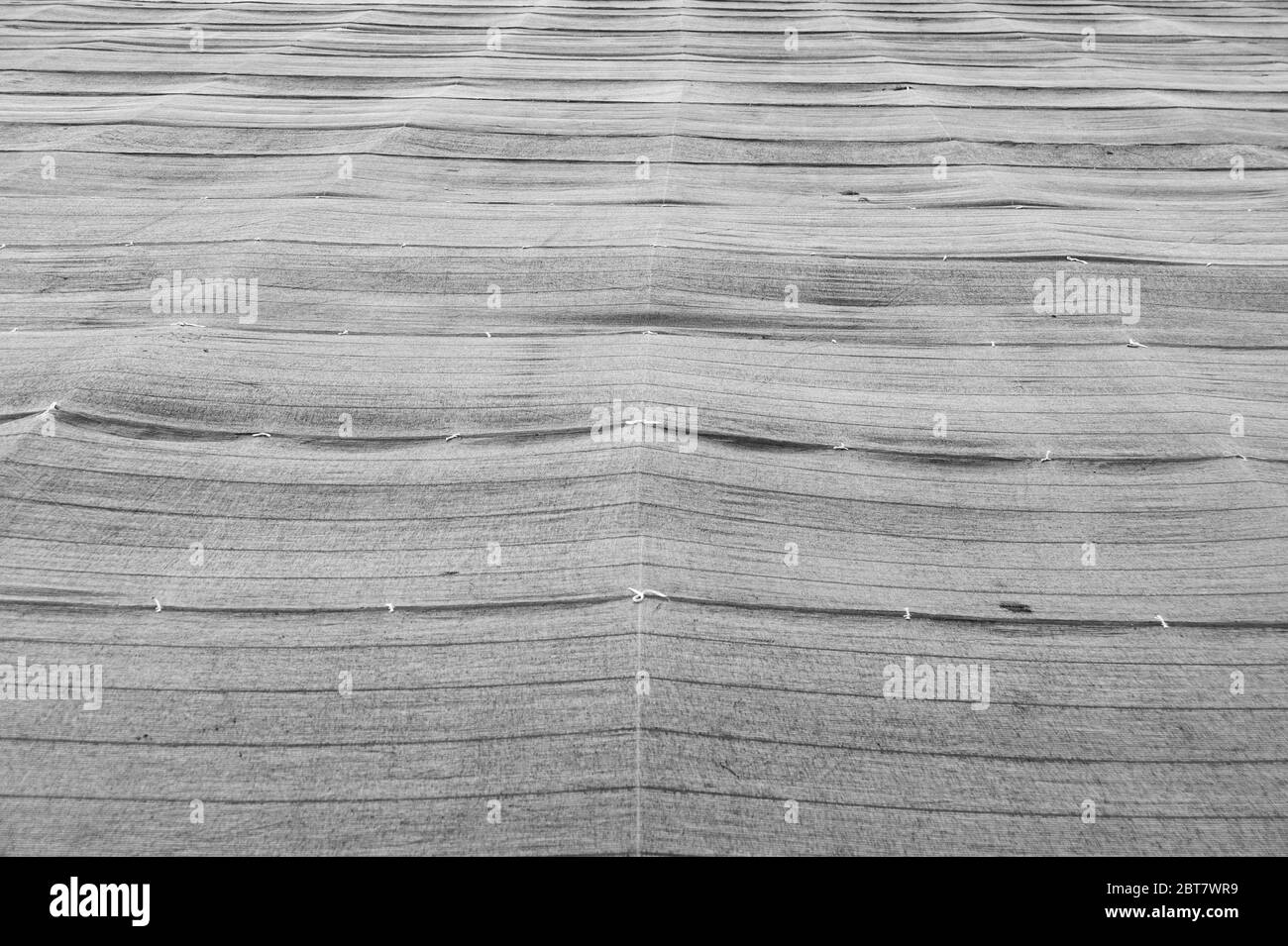 Filet d'ombre agricole utilisé dans les plantations de thé vert de Fuji City, préfecture de Shizuoka, Japon. Vue avant. Tir horizontal. Banque D'Images