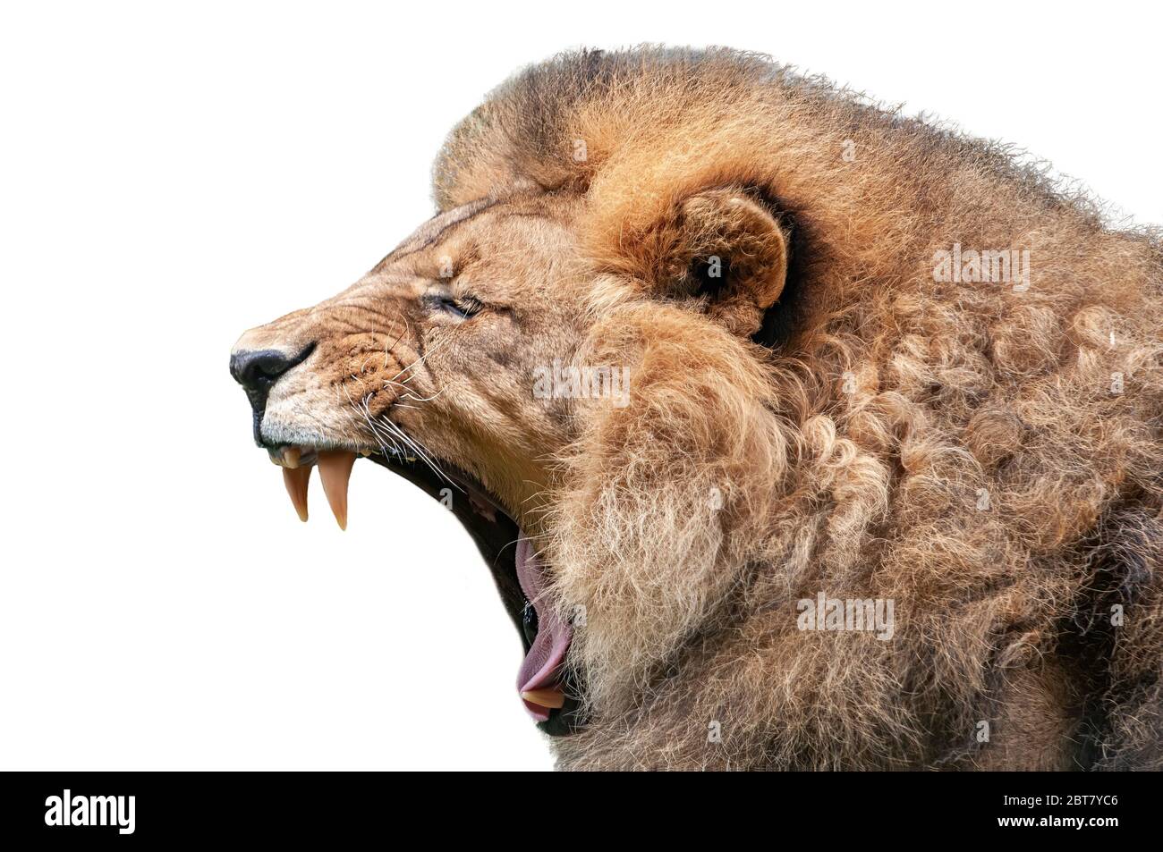 Lion bâillant isolé sur fond blanc Banque D'Images