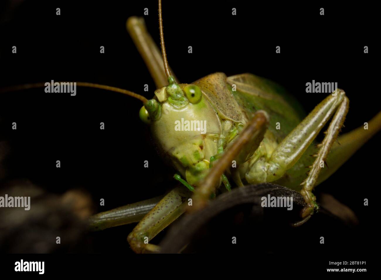 Un curieux katydid. Les grands grillons verts appartiennent à la famille des Tettigonidae. Carnivore, ils chassent les mouches, les chenilles et les larves. Banque D'Images