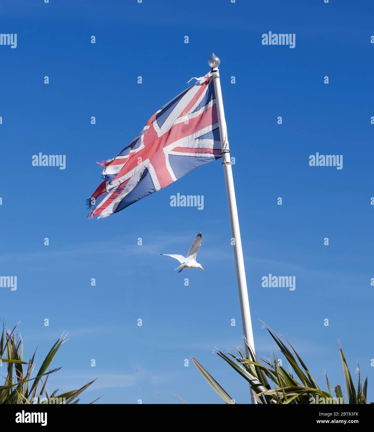 Drapeau britannique emblématique avec un mouette en arrière-plan, photo emblématique du Royaume-Uni ou de la Grande-Bretagne Banque D'Images