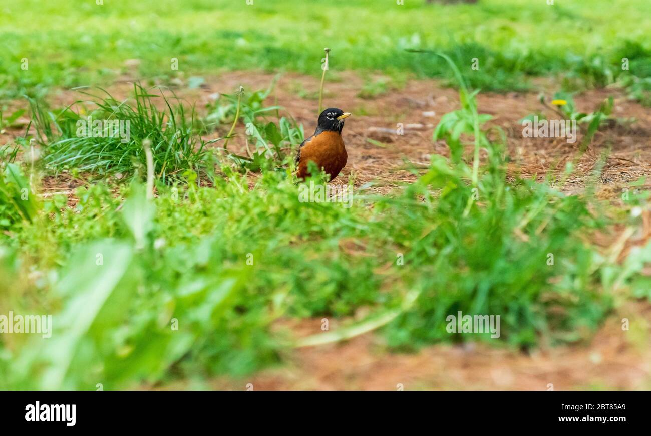 Rouge-gorge à plumes en bronze avec bec jaune dans Inwood Hill Park Manhattan. Banque D'Images